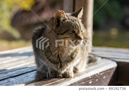 Relaxing tabby cat Relaxing tabby cat 99192736