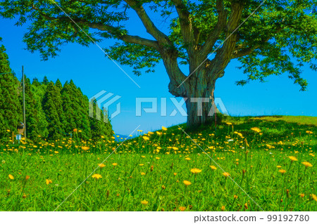 Plains where big trees and dandelions bloom Plains where big trees and dandelions bloom 99192780