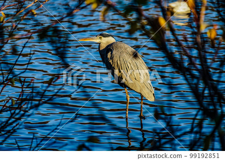 Image of a gray heron on the waterside 99192851