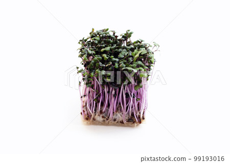 Red cabbage sprouts on white background. Red cabbage sprouts on white background. 99193016