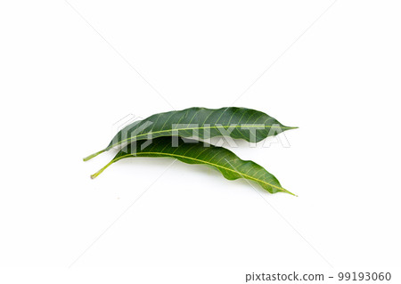 Mango leaves on white background. 99193060
