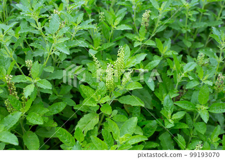 Holy basil plant in the garden 99193070