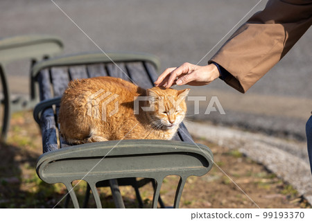 friendly brown tabby cat 99193370