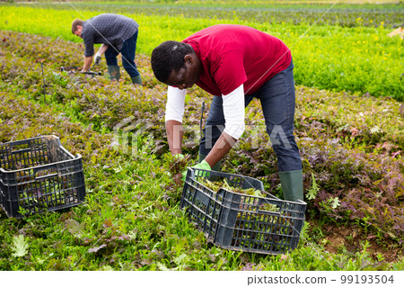 African American farmer harvesting red mizuna 99193504