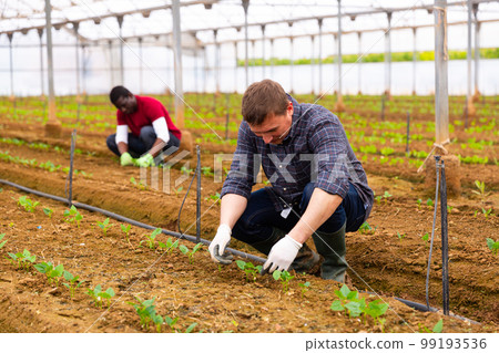 Greenhouse owner checking seedlings Greenhouse owner checking seedlings 99193536