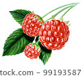 水彩插圖覆盆子 99193587