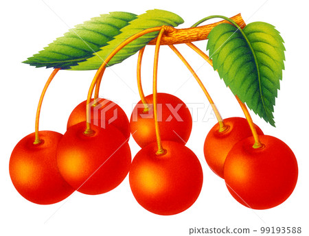 Watercolor illustration cherries 99193588
