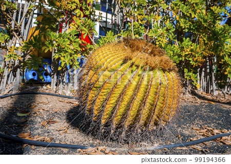 Close-up of dome shaped thorny green cactus growing on sandy land in garden. On the island of Gran Canaria at Spain during sunny day 99194366