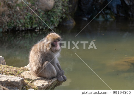 日本獼猴嵐山猴子公園岩田山 99194500