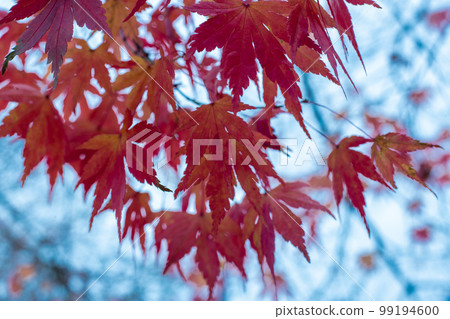 Colored leaves Autumn in Japan Colored leaves Autumn in Japan 99194600