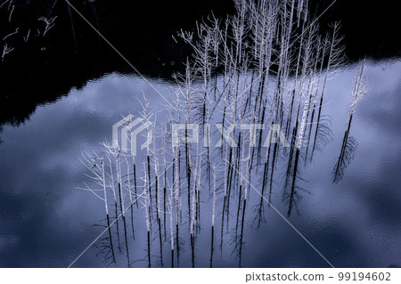 湯西川壩湖上雄偉而美麗的淹沒森林 99194602