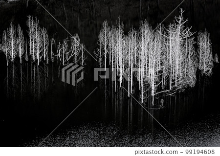 A majestic and beautiful submerged forest on a dam lake Yunishigawa 99194608