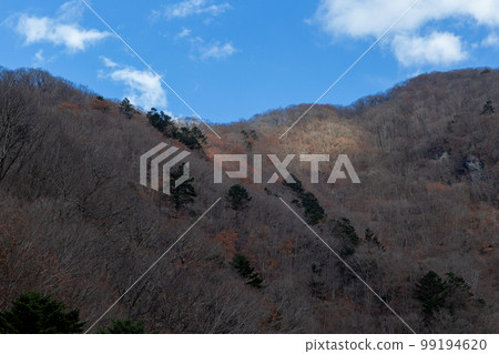 枯樹也為山上增添了生機。冬季的山林奧日光川路 枯樹也為山上增添了生機。冬季的山林奧日光川路 99194620