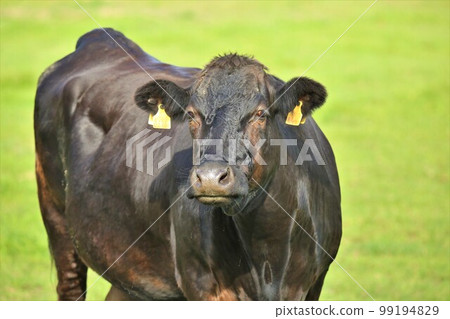 Japanese beef Japanese beef 99194829