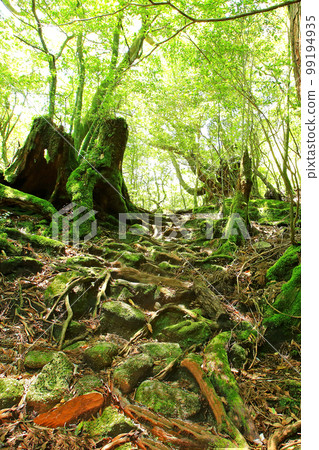 屋久島白谷雲水峽新綠 99194935