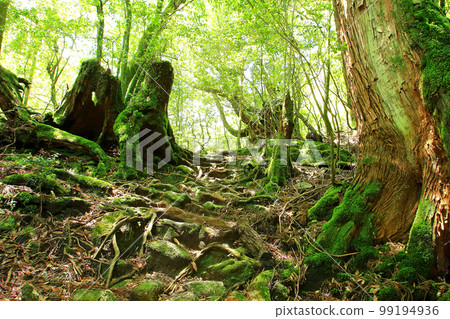 Yakushima Shiratani Unsuikyo Shinryoku 99194936