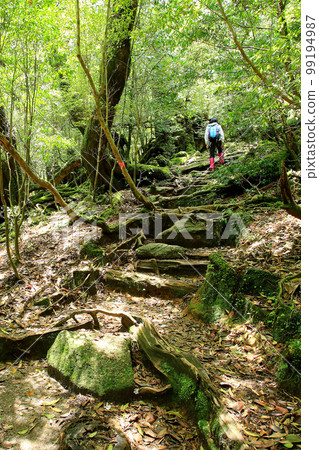 屋久島白谷雲水峽新綠 99194987