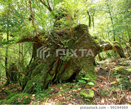 屋久島白谷雲水峽新綠 99194989