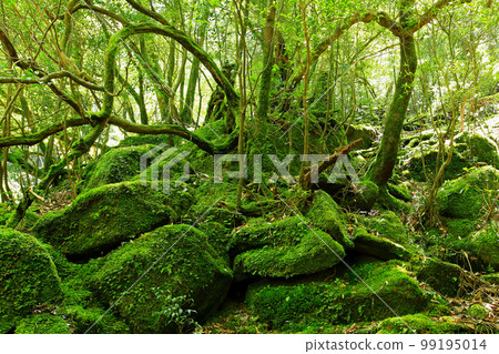 Yakushima Shiratani Unsuikyo Shinryoku 99195014
