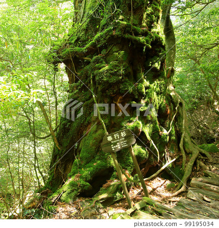 Yakushima Shiratani Unsuikyo Shinryoku 99195034