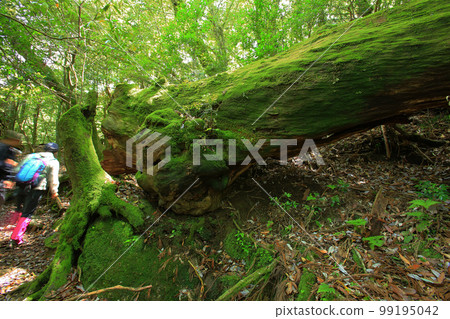 Yakushima Shiratani Unsuikyo Shinryoku 99195042