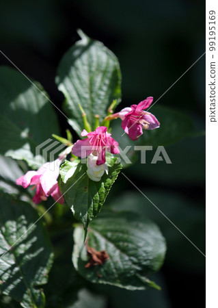 A beautiful contrast of pink and white blooming in the fields and mountains, the flower of the Japanese deutzia (Benyutsugi, flowering tree). 99195169