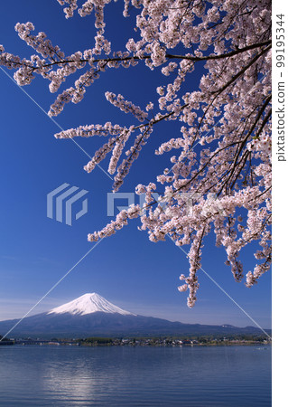 Cherry blossoms of Lake Kawaguchiko and Mt.Fuji of Kawaguchiko Bridge Cherry blossoms of Lake Kawaguchiko and Mt.Fuji of Kawaguchiko Bridge 99195344
