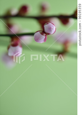 Plum flower bud (yellow green Japanese paper background) 99195359