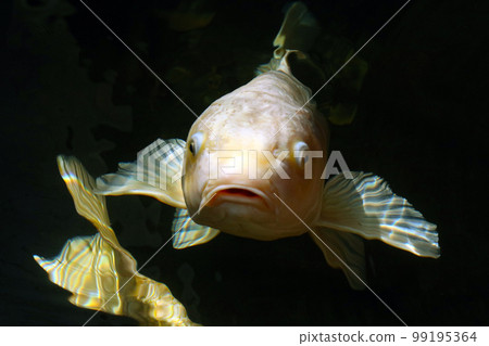Under bright sunlight, a large white colored carp leans against the clear water surface of a garden pond, begging for food. 99195364