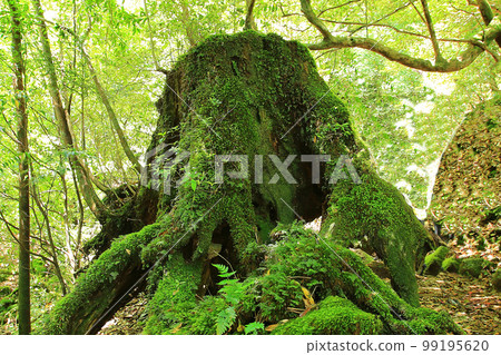 屋久島白谷雲水峽新綠 99195620