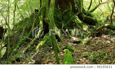 屋久島白谷雲水峽新綠 屋久島白谷雲水峽新綠 99195631