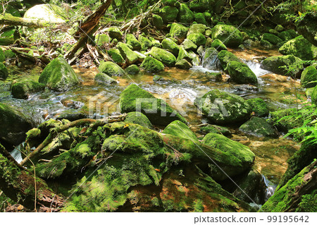 Yakushima Shiratani Unsuikyo Shinryoku Yakushima Shiratani Unsuikyo Shinryoku 99195642