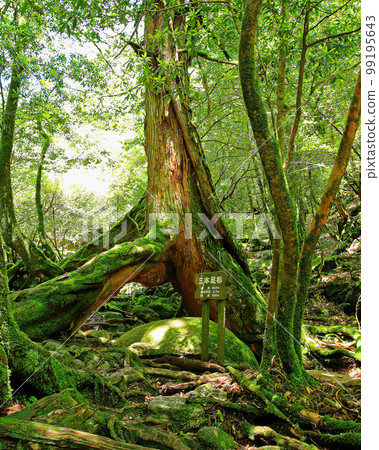 Yakushima Shiratani Unsuikyo Shinryoku 99195643