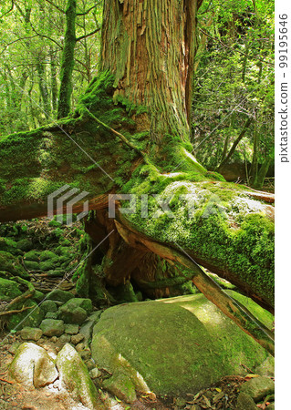 Yakushima Shiratani Unsuikyo Shinryoku 99195646