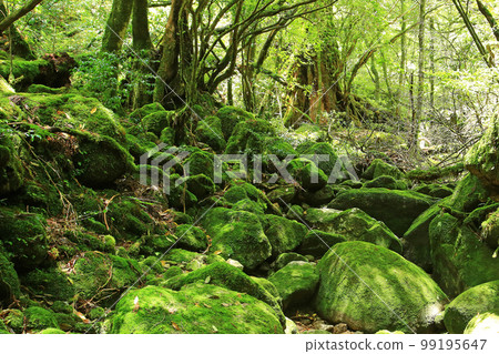 Yakushima Shiratani Unsuikyo Shinryoku 99195647