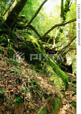 Yakushima Shiratani Unsuikyo Shinryoku 99195671