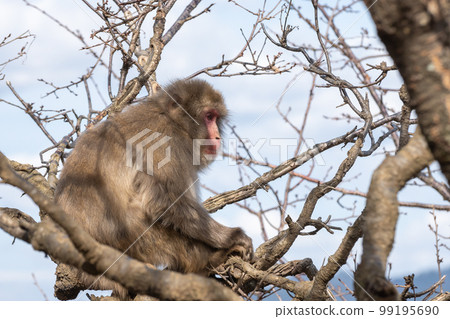 Japanese macaque sitting on a tree Arashiyama Monkey Park Iwatayama 99195690