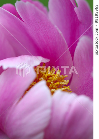 粉紅色牡丹花的宏觀特寫鏡頭，帶有明亮的黃色雄蕊。 99195965