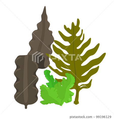 Vector illustration of kelp, sea lettuce and wakame seaweed. 99196129