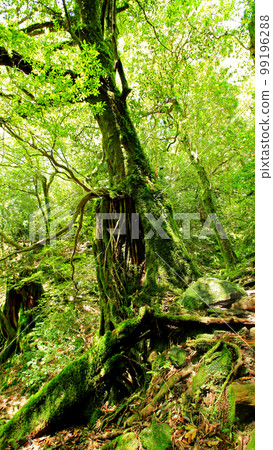 Yakushima Shiratani Unsuikyo Shinryoku 99196288