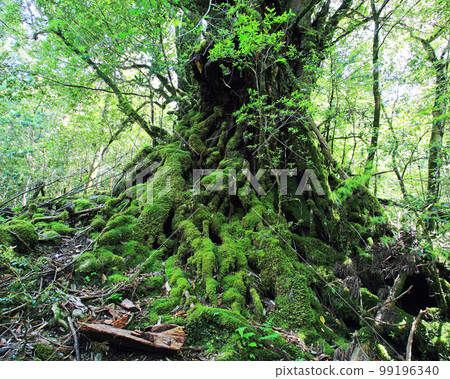 Yakushima Shiratani Unsuikyo Shinryoku Yakushima Shiratani Unsuikyo Shinryoku 99196340
