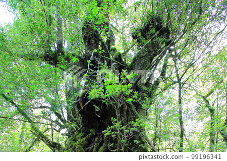 Yakushima Shiratani Unsuikyo Shinryoku Yakushima Shiratani Unsuikyo Shinryoku 99196341