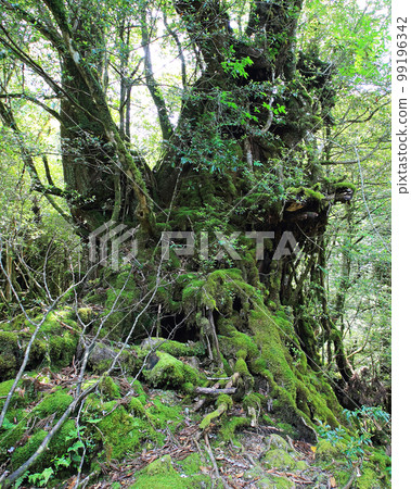 Yakushima Shiratani Unsuikyo Shinryoku Yakushima Shiratani Unsuikyo Shinryoku 99196342
