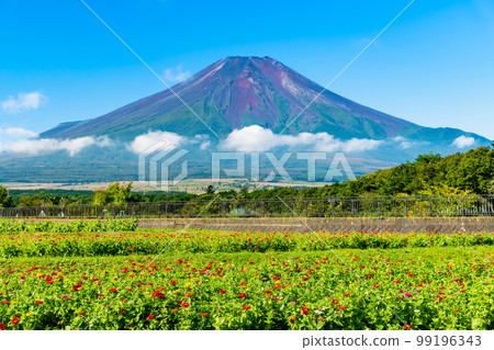 花與富士山~山中湖花之宮湖公園~ 花與富士山~山中湖花之宮湖公園~ 99196343