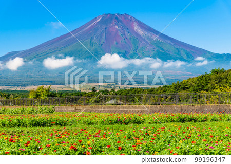 花與富士山~山中湖花之宮湖公園~ 花與富士山~山中湖花之宮湖公園~ 99196347