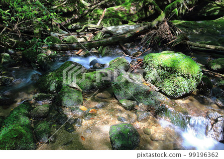 Yakushima Shiratani Unsuikyo Shinryoku Yakushima Shiratani Unsuikyo Shinryoku 99196362