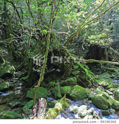 Yakushima Shiratani Unsuikyo Shinryoku Yakushima Shiratani Unsuikyo Shinryoku 99196368