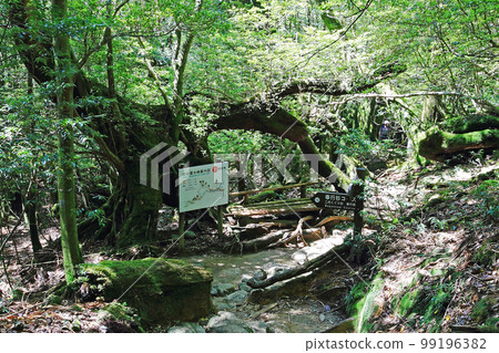 Yakushima Shiratani Unsuikyo Shinryoku 99196382