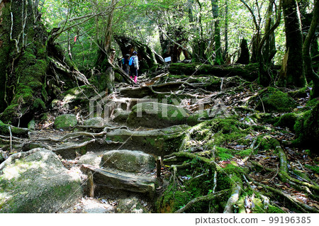 Yakushima Shiratani Unsuikyo Shinryoku Yakushima Shiratani Unsuikyo Shinryoku 99196385