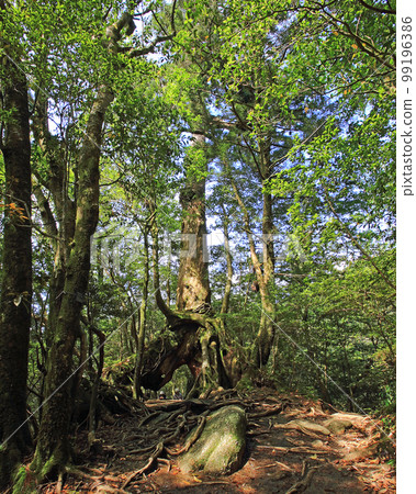 Yakushima Shiratani Unsuikyo Shinryoku Yakushima Shiratani Unsuikyo Shinryoku 99196386